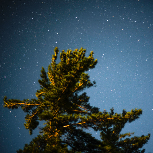Pine At Night