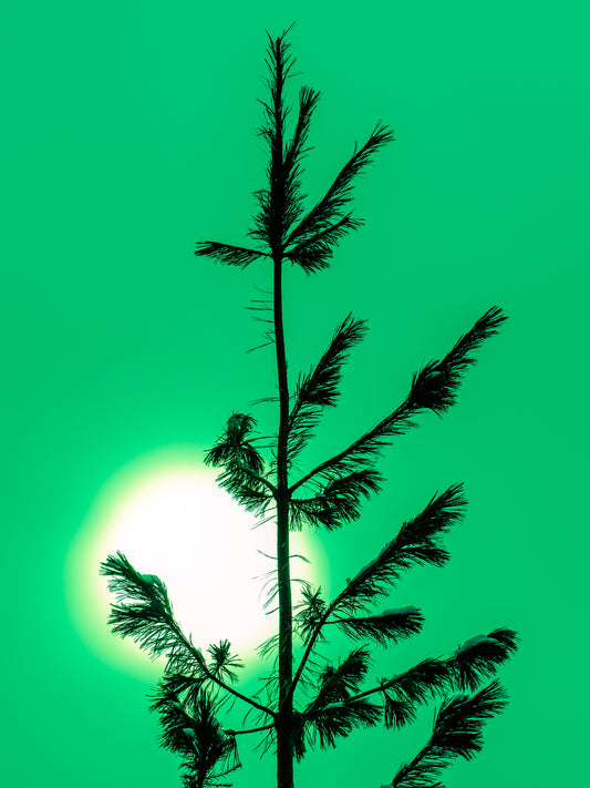 Green Pine